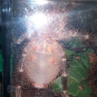 g. pulchripes 2in part 1