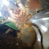 g. pulchripes 3rd times the charm