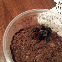 My Brachypelma vagans