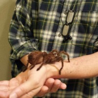 My Theraphosa blondi