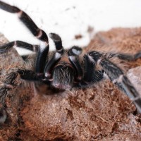 Sub-adult Lasiodora parahybana