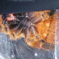 OBT Sexing