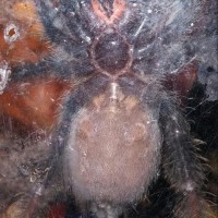 p. irminia #1