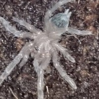 Brachypelma Albopilosum sling