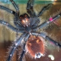 Please sex this Grammostola iheringi