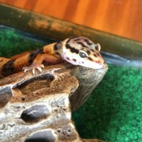 Leopard Gecko