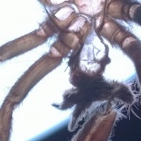 P. regalis 3 inches