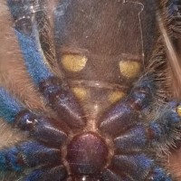 Poecilotheria metallica