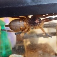 Need help sexing my OBT!! [1/2]