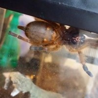 Need help sexing my OBT!! [2/2]