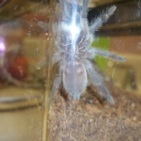 M. balfouri sling