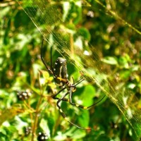 Small male large female golden silk orb weavers