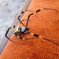 Madagascar Golden Silk Orb Weaver