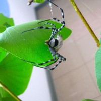 Garden Orb Weaver