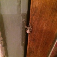 Does anyone know what this spider is?!