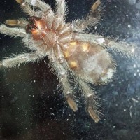 Grammostola pulchra