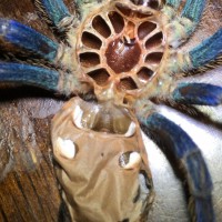GBB