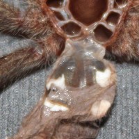 P.cambridgei