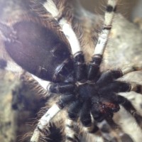 Poecilotheria formosa