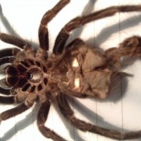 Lasiodora parahybana