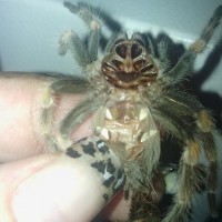 B smithi
