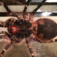 Grammostola pulchripes