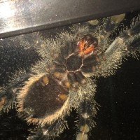 Avicularia urticans