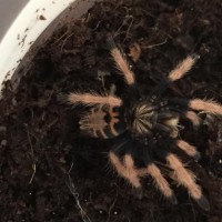 GBB Sling