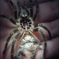 Grammostola pulchripes