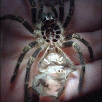 Grammostola pulchripes