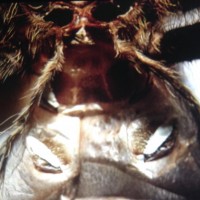 Grammostola pulchripes