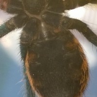 Chromatopelma cyaneopubescens