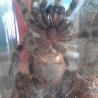 P. regalis #2 male ?female?