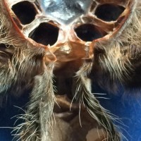 Male or female?