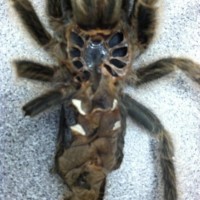 G. rosea sexing?