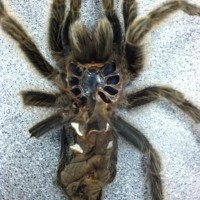G. rosea sexing?