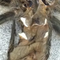 G. rosea sexing?