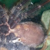 p. irminia #1 last suspected fm