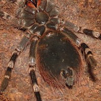 A. geniculata | Arachnoboards