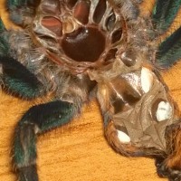 Chromatopelma cyaneopubescens