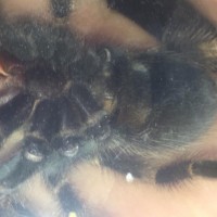 B.smithi