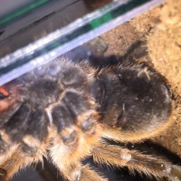 Grammostola Rosea