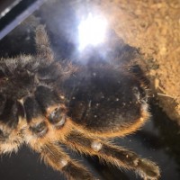 Grammostola Rosea