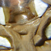 Sexing Phormictopus cancerides