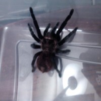 This is my Brachypelma Sabulosum, Tantula.