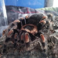 Brachypelma smithi