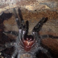grammostola pulchra male or female any guess :)
