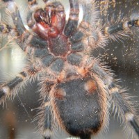 G. pulchripes