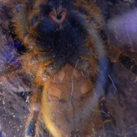 OBT