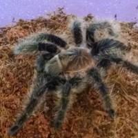 Brachypelma Albopilosum